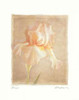 Iris Poster Print by Amy Melious - Item # VARPDXMEL301