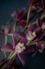 Dark Orchid III Poster Print by Elizabeth Urquhart - Item # VARPDX23793