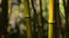 Bamboo Afternoon IV Poster Print by Rita Crane - Item # VARPDXPSCRN495