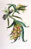 Orchid, Galeandra Baueri Poster Print by  Augusta Withers - Item # VARPDXAW01