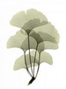 Ginko II Poster Print by  ACEE - Item # VARPDXACP201