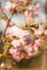 Spring Blossoms IV Poster Print by Karyn Millet - Item # VARPDXPSMLT263