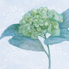 Blue Hydrangea II Poster Print by Beth Grove - Item # VARPDX21475
