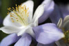 Purple Columbine II Poster Print by Tammy Putman - Item # VARPDXPSPTM130