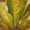 Uraba II Poster Print by Patricia Pinto - Item # VARPDX6145