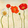 Coquelicots Poster Print by Cynthia Ann - Item # VARPDX1AN1211