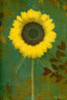 Sunflower Poster Print by Vitaly Geyman - Item # VARPDXPSVIT100