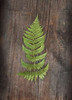 Woodland Fern I Poster Print by Sue Schlabach - Item # VARPDX22495