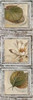 Flowers and Leaves IV Poster Print by Patricia Pinto - Item # VARPDX6486