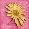 Blooming Daisy II Poster Print by Patricia Pinto - Item # VARPDX7801A