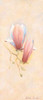 Pink magnolia 1-3 Poster Print by  Nathalie Boucher - Item # VARPDXMLV018