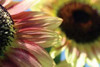 Sunflower II Poster Print by Tammy Putman - Item # VARPDXPSPTM120