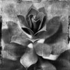 BW Succulent Border I Poster Print by Patricia Pinto - Item # VARPDX7484C