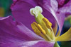 Purple Tulip II Poster Print by Lee Peterson - Item # VARPDXPSPSN249
