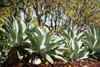 Agave II Poster Print by Erin Berzel - Item # VARPDXPSBZL831