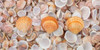 Sea shells on the beach Poster Print by  Assaf Frank - Item # VARPDXAF20151030052