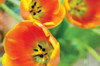 Orange Tulips II Poster Print by Erin Berzel - Item # VARPDXPSBZL223
