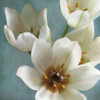 Lily Parfait II Poster Print by Janel Pahl - Item # VARPDXPLP101