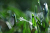 Dew Drops I Poster Print by Leesa White - Item # VARPDXPSWHT115