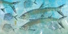 Tarpon Lagoon Poster Print by Jim Roberts - Item # VARPDXR747D