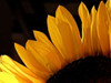 Sunlit Sunflowers III Poster Print by Monika Burkhart - Item # VARPDXPSBHT102