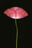 Pink Poppy II Poster Print by Vitaly Geyman - Item # VARPDXPSVIT306