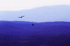 Blue Ridge III Poster Print by Alan Hausenflock - Item # VARPDXPSHSF777