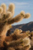 Cholla Cactus I Poster Print by Erin Berzel - Item # VARPDXPSBZL377