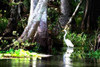 Stalking Egret Poster Print by Alan Hausenflock - Item # VARPDXPSHSF404