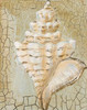 Seashell I Poster Print by  Hakimipour-Ritter - Item # VARPDX7829A