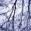 Branches on Purple Poster Print by Gail Peck - Item # VARPDX9214F