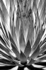 Agave Finale BW Poster Print by Douglas Taylor - Item # VARPDXPSTLR382