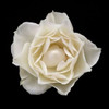 White Rose I Poster Print by Jim Christensen - Item # VARPDXPSCRS122