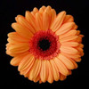 Orange Gerber Daisy Poster Print by Jim Christensen - Item # VARPDXPSCRS127