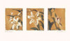 White Lilies Poster Print by Amy Melious - Item # VARPDXMEL207