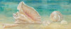 Horizon Shells Panel II Poster Print by Cynthia Coulter - Item # VARPDXRB8296CC