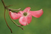 Dogwood Delicacy I Poster Print by Vitaly Geyman - Item # VARPDXPSVIT433