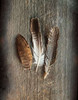 Feather Collection II Poster Print by Sue Schlabach - Item # VARPDX22493