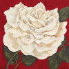 Rosa Blanca Grande I Poster Print by Judy Shelby - Item # VARPDXCC2447