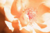 Melon Rose I Poster Print by Alan Hausenflock - Item # VARPDXPSHSF691