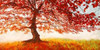 Red Leaves Poster Print by Jan Eeelder - Item # VARPDX2JE2859