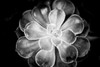 Monochrome Succulent VI Poster Print by Erin Berzel - Item # VARPDXPSBZL877