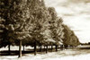 Plantation Road I Poster Print by Alan Hausenflock - Item # VARPDXPSHSF527