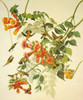 Ruby-Throated Hummingbird Poster Print by  John James Audubon - Item # VARPDX198098