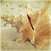 Conch Poster Print by Lisa Hill Saghini - Item # VARPDX9299