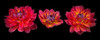 Three Dahlia flowers Poster Print by  Assaf Frank - Item # VARPDXAF20090807044