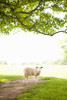 Pasture Sheep III Poster Print by Karyn Millet - Item # VARPDXPSMLT295