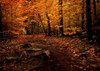 Autumn Path Poster Print by Natalie Mikaels - Item # VARPDXM1293D