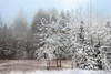 Frosty Morning Poster Print by Mike Jones - Item # VARPDXJMP324