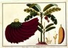 Banana Poster Print by  19th C Anonymous